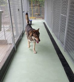 Ewloe Boarding Kennels, Cattery and Rabbit Retreat