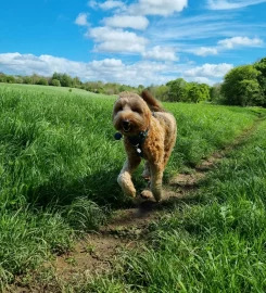 Duffy's Pampered Pets – Dog Walking West Lothian