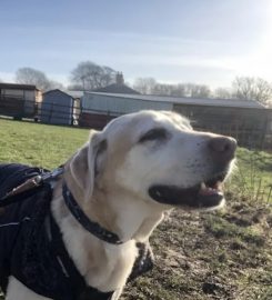 Babbington Hall Kennels