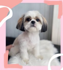 Le Bon Chien Grooming Services