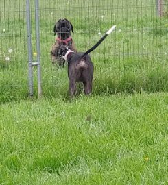 Babbington Hall Kennels