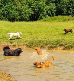 Waterloo Kennels