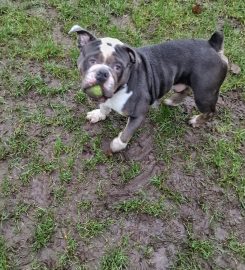 Studholme Kennels