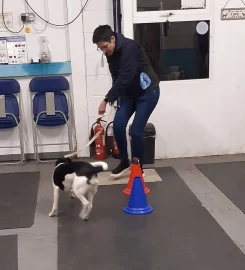 Raw Instinct Dog Training Centre