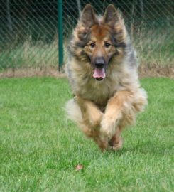 Santosha Boarding Kennels & Cattery