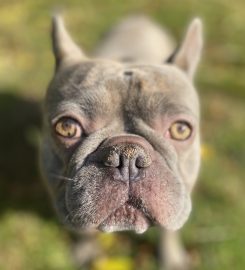 Cefn Coed Boarding Kennels