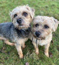 Cefn Coed Boarding Kennels