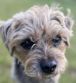 Cefn Coed Boarding Kennels