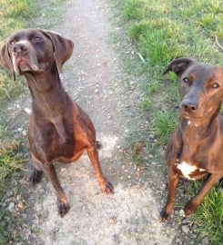 Benedict Farm Boarding Kennels