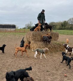 Abbey Grove Day Care for Dogs