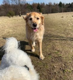 Top Dog Dog Walking