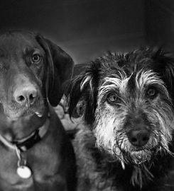 Cefn Coed Boarding Kennels