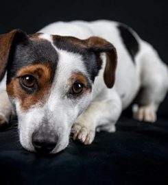 Abingdon Dog Training Club