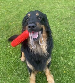 Cefn Coed Boarding Kennels