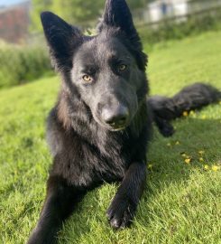 Cefn Coed Boarding Kennels