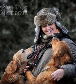 Gaytonwood Gundogs