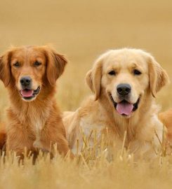 Gaytonwood Gundogs