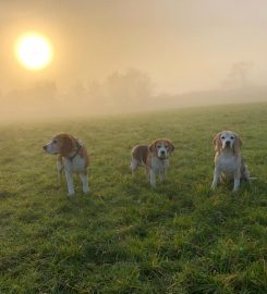 Teddys Happy Hounds