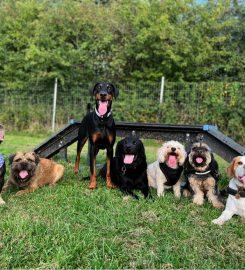 The Dawg House Daycare & Boarding