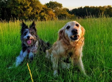 The Cambridge Dog Lodge