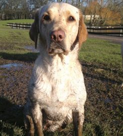 Take The Lead – Professional Dog Walking & Pet Services in Blackpool