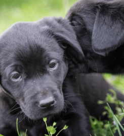 Woofington Grammar School for Dogs