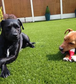 My Best Friend Dog Care Blackpool and Preston