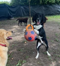 Abbey Grove Day Care for Dogs