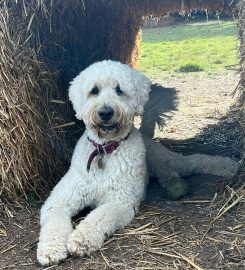 Abbey Grove Day Care for Dogs