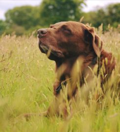 Truro Dog Minding Service