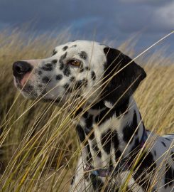 Wiltshire Dog Care