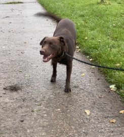 Gelligaeros Boarding kennels