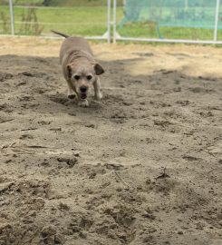 Gelligaeros Boarding kennels