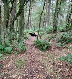 Dog Walking Dunfermline