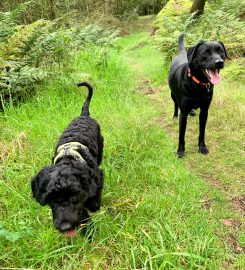 Dog Walking Dunfermline