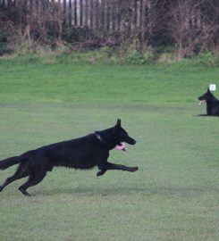 Essex Dog Trainer