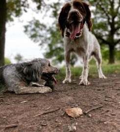 The London Dog Walking Company