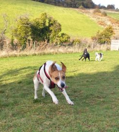 Wee Walks ( Dog Walking Inverclyde )