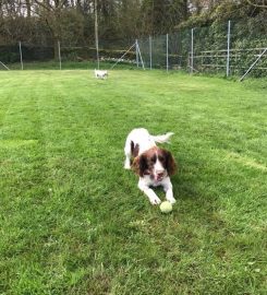 Lindeth Kennels