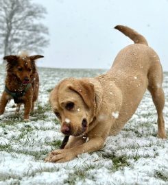 Paw Marks Dog Walking Services