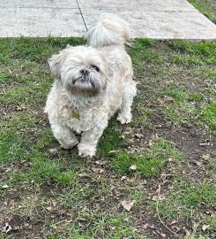 Brookhouse Farmhouse Dog Boarding Kennels