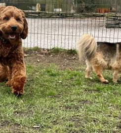 Brookhouse Farmhouse Dog Boarding Kennels