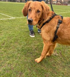 Side by side dog training