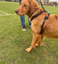 Side by side dog training