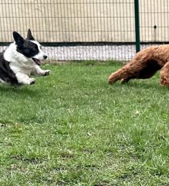 Brookhouse Farmhouse Dog Boarding Kennels