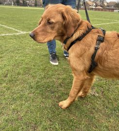 Side by side dog training