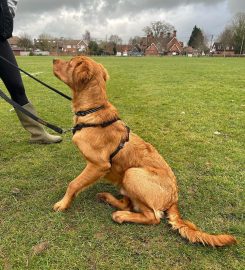 Side by side dog training