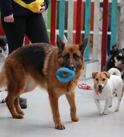 Cheshire School of Dogs