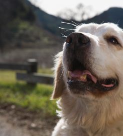 Sunnymead Kennels & Cattery