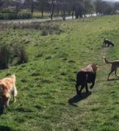 Copperbeech Boarding Kennels